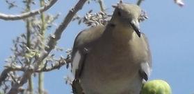 Dove on saguaro